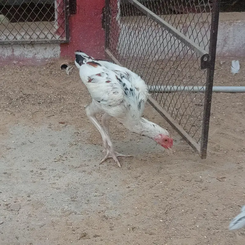 Heera phatha for sale — photo 2