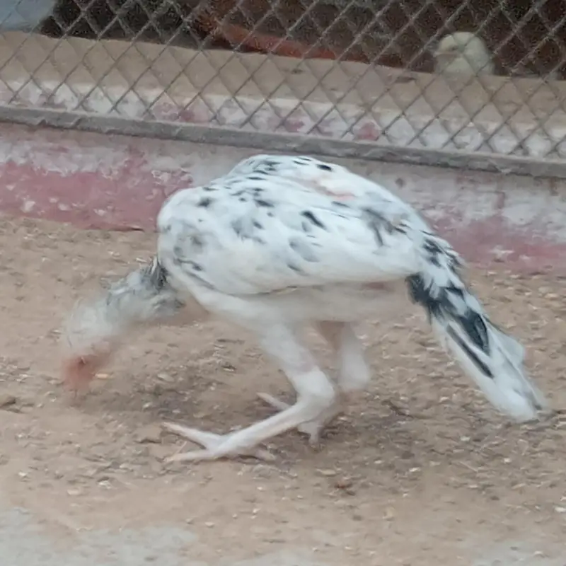 Heera phatha for sale — photo 3