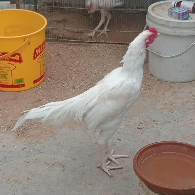 Heera phatha for sale — photo 4