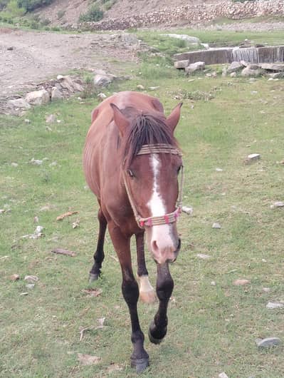Horse