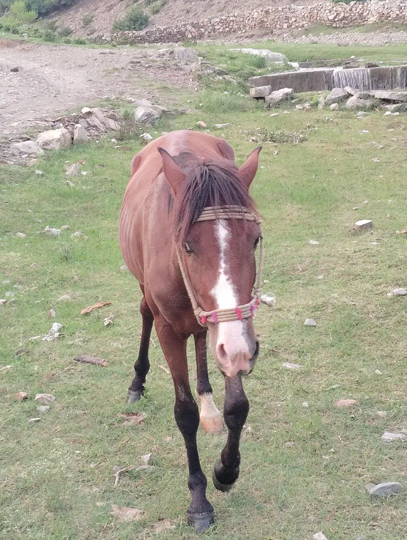 Horse