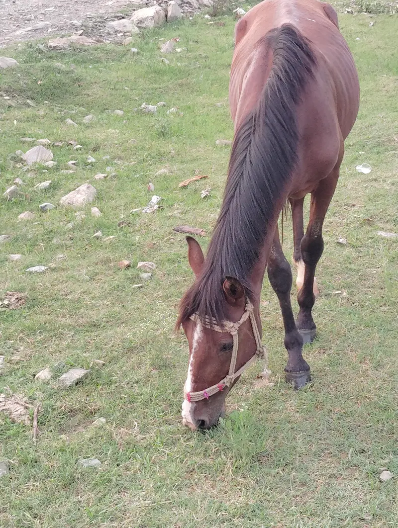 Horse — photo 2
