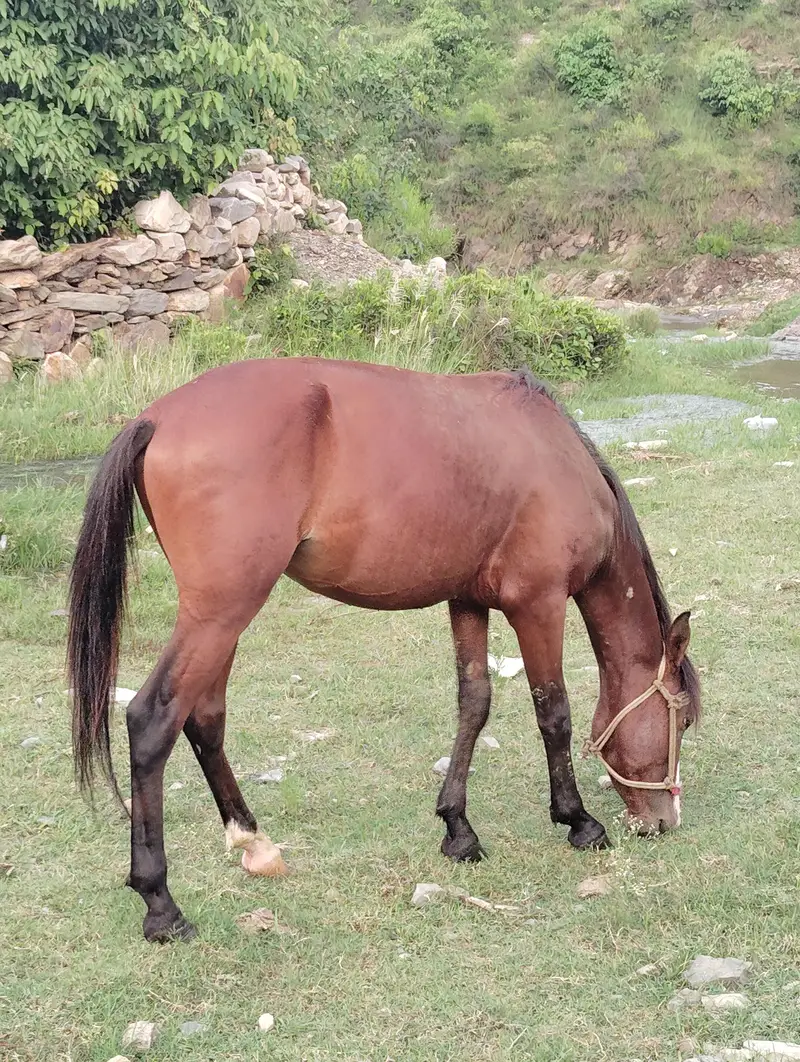 Horse — photo 3
