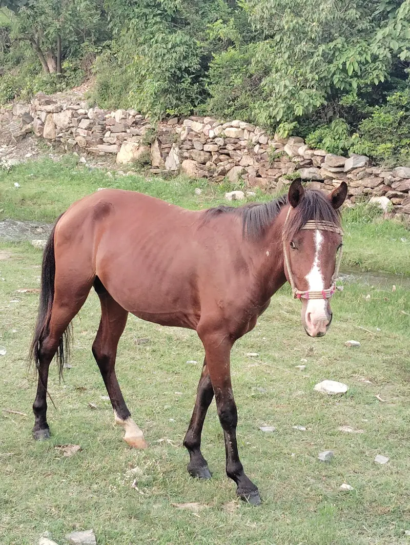 Horse — photo 4