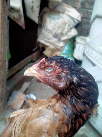 aseel Mainwali hen