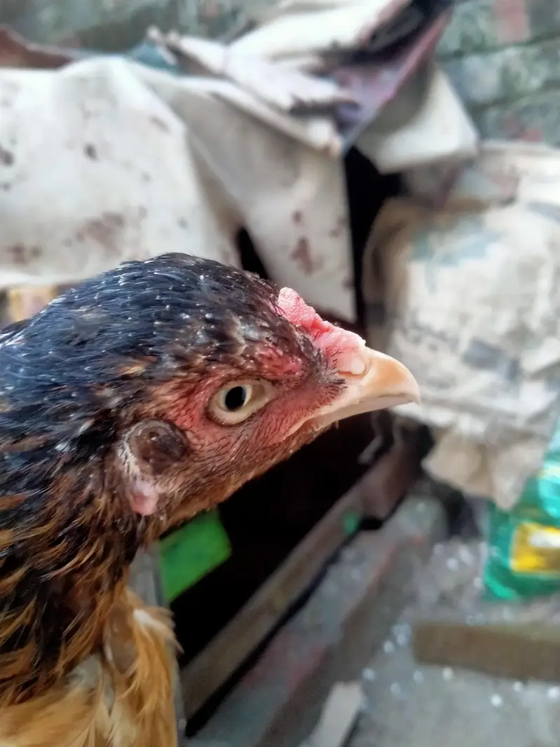 aseel Mainwali hen — photo 2
