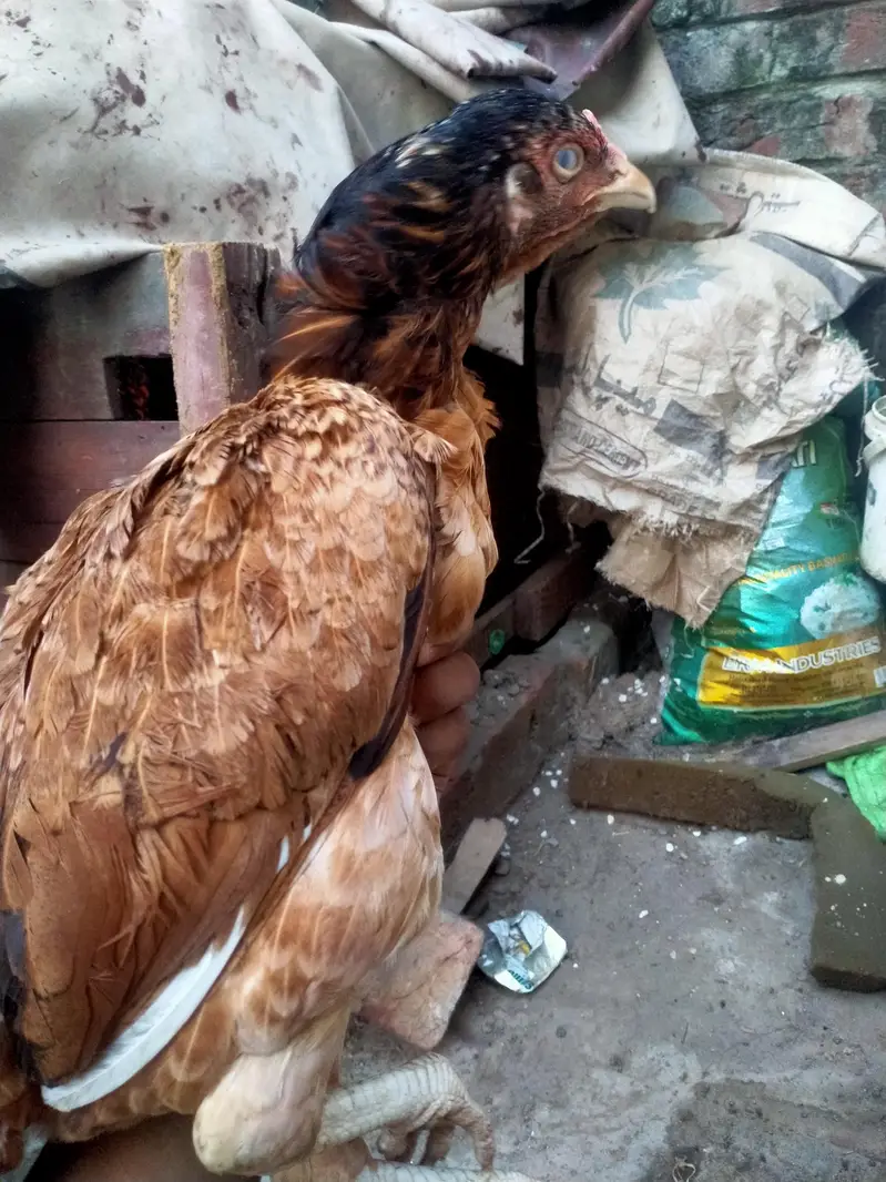aseel Mainwali hen — photo 3