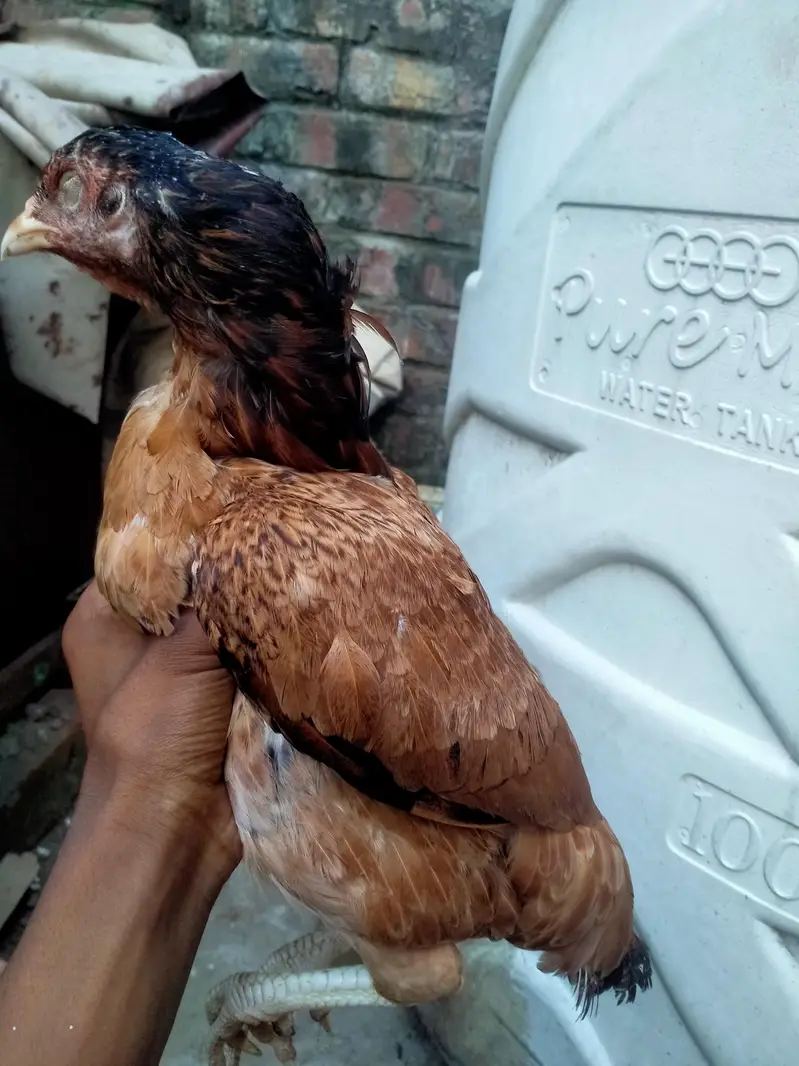 aseel Mainwali hen — photo 4