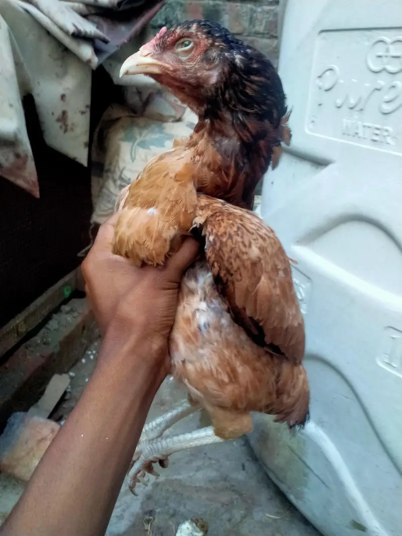 aseel Mainwali hen — photo 5