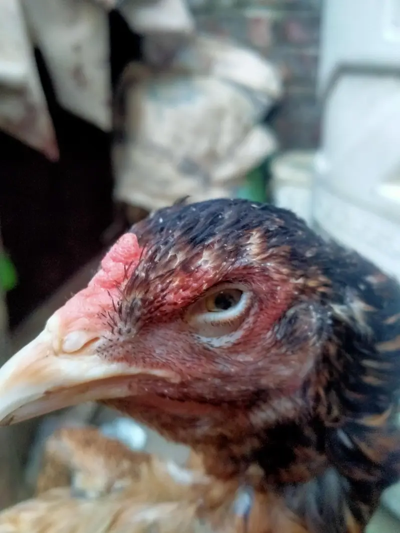 aseel Mainwali hen — photo 6