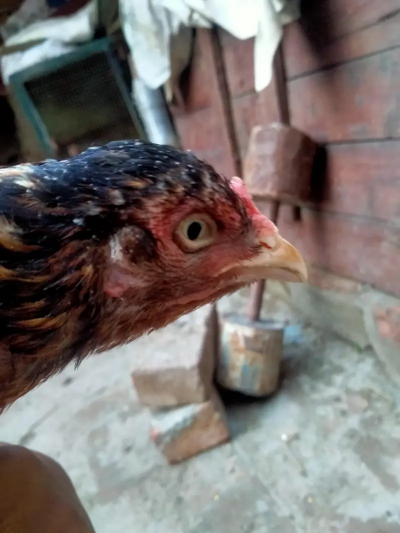 aseel Mainwali hen — photo 7