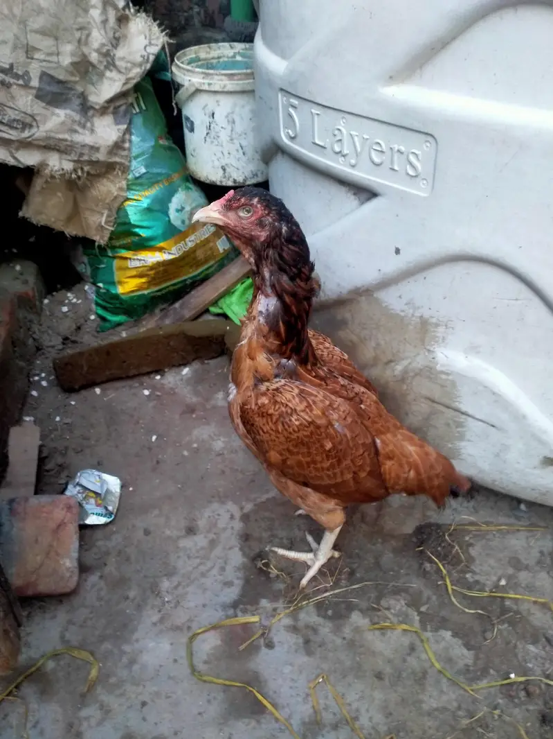 aseel Mainwali hen — photo 8