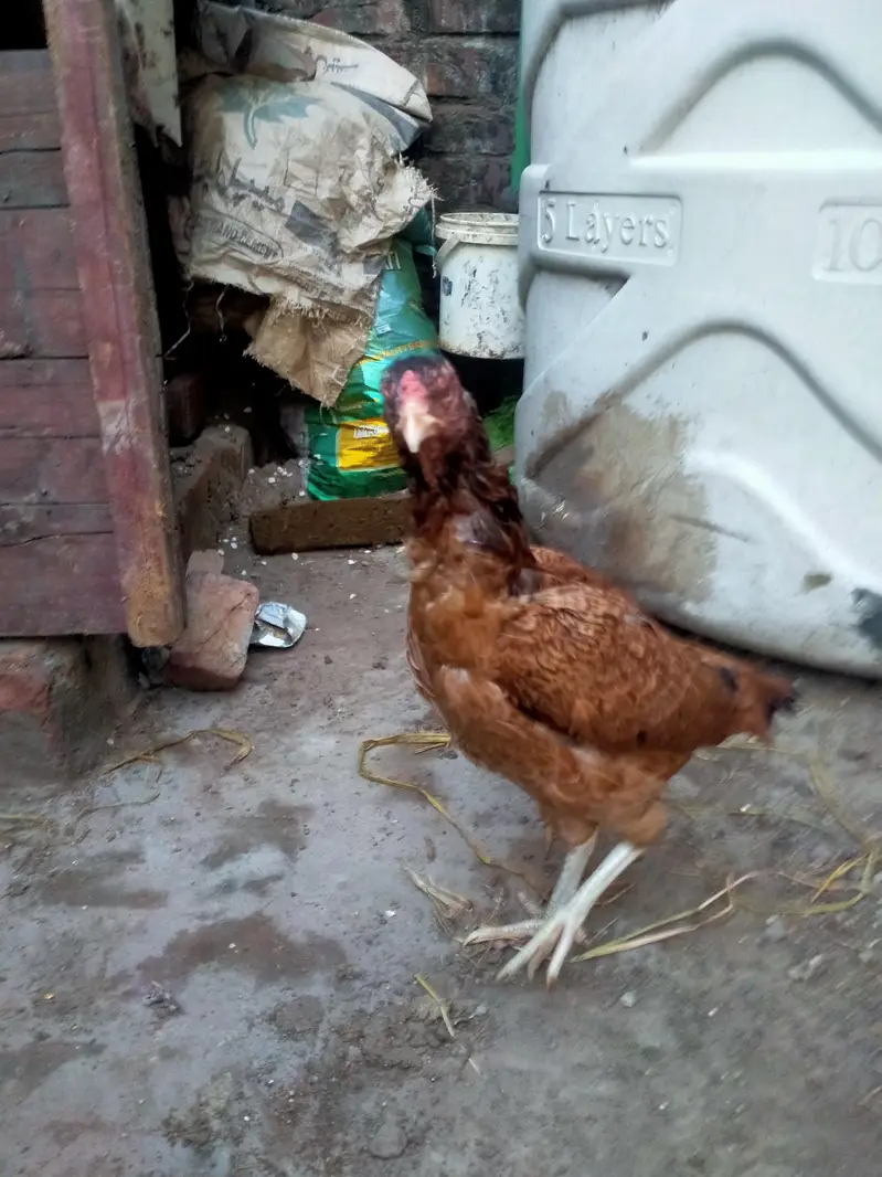 aseel Mainwali hen — photo 9
