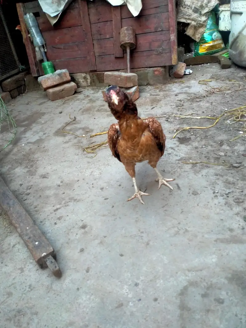 aseel Mainwali hen — photo 10