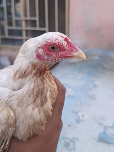 Mianwali krukk boski Aseel female