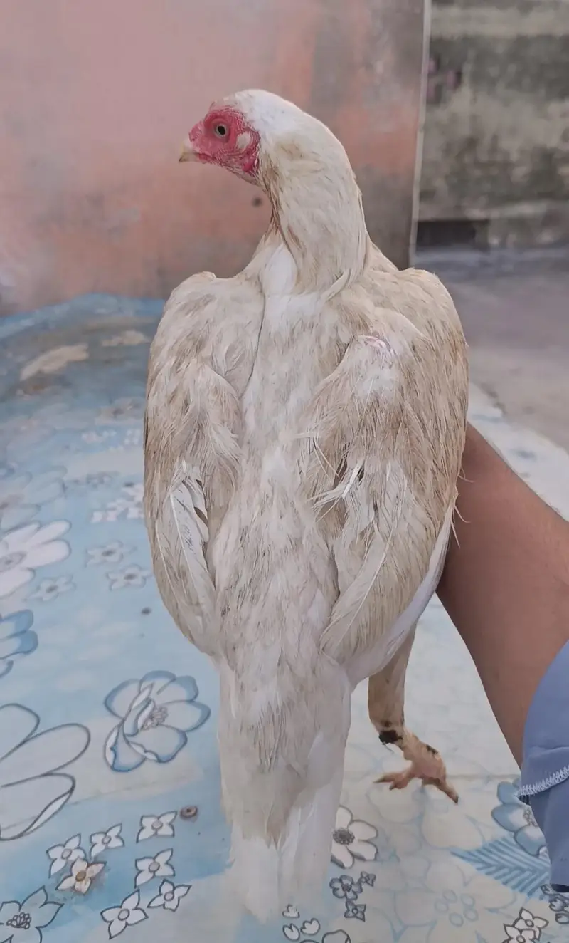 Mianwali krukk boski Aseel female — photo 2
