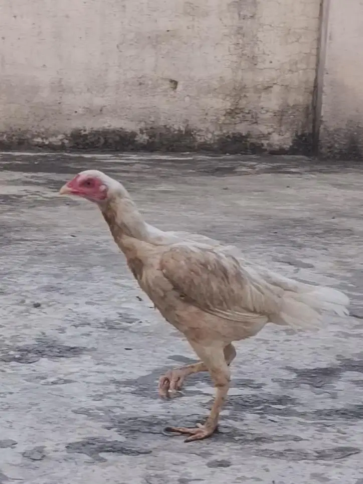 Mianwali krukk boski Aseel female — photo 4