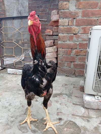 Lakha Shamo Breader Male