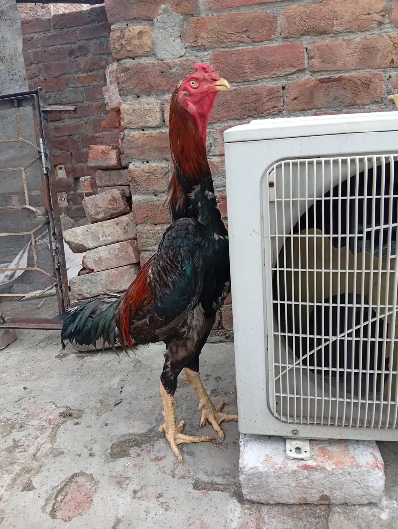 Lakha Shamo Breader Male — photo 2