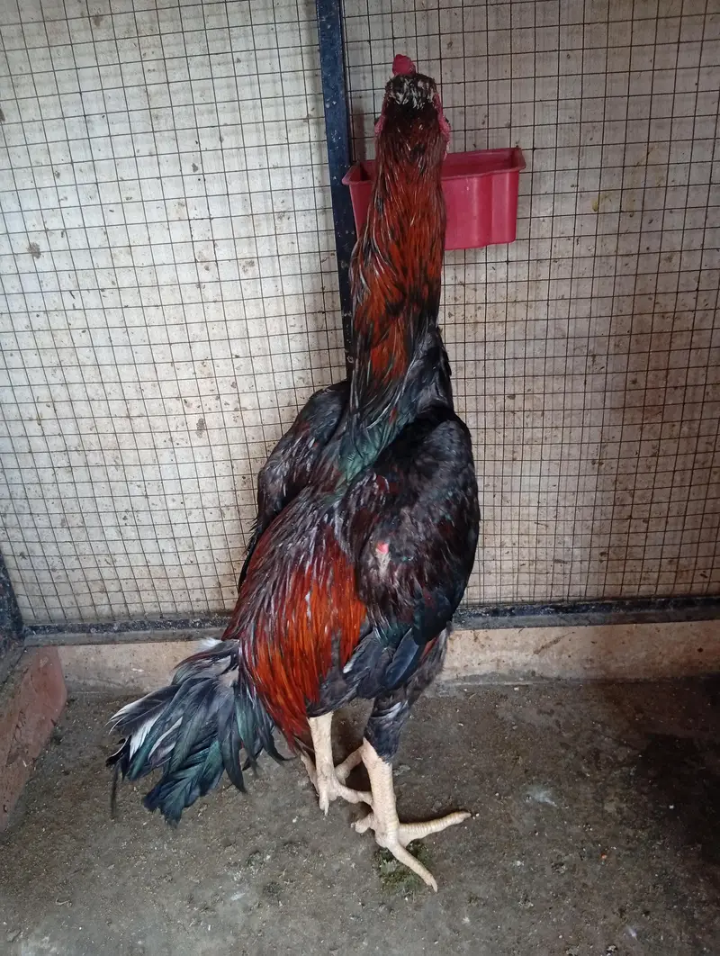 Lakha Shamo Breader Male — photo 3
