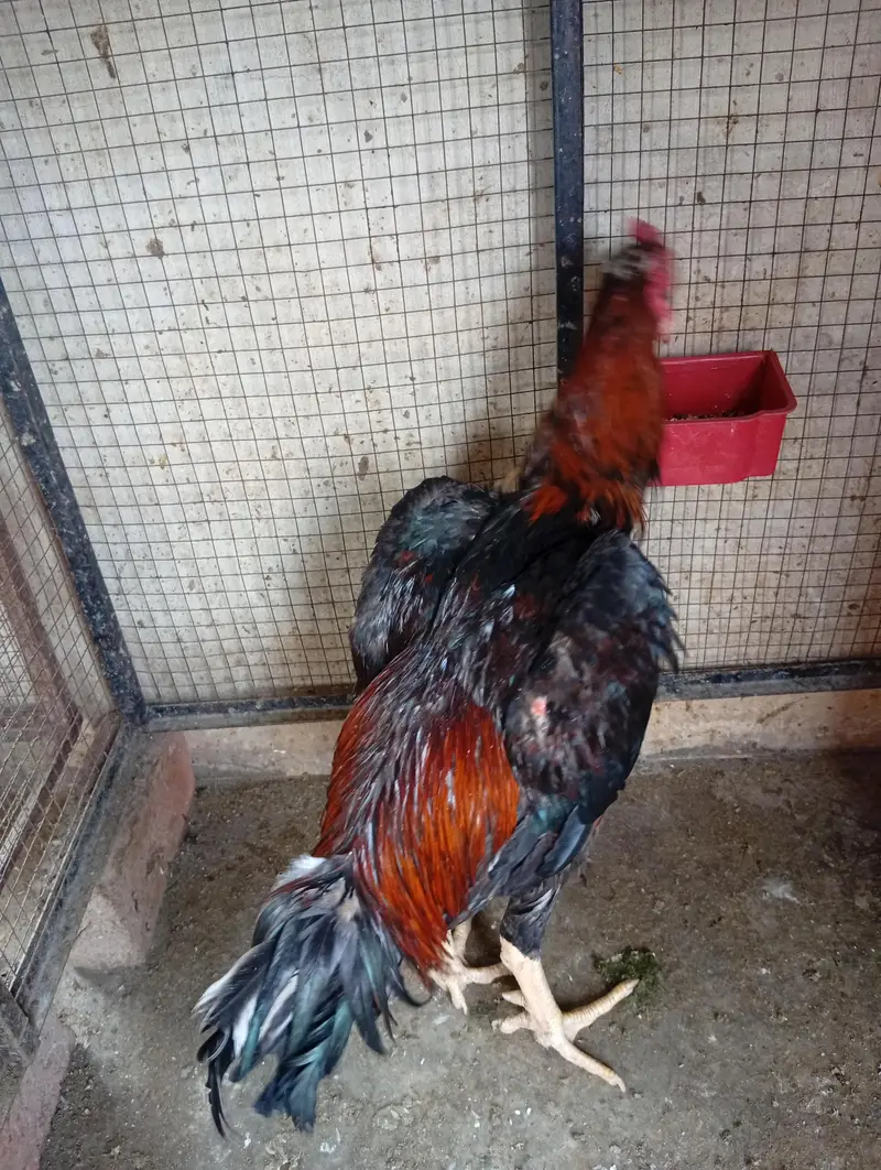 Lakha Shamo Breader Male — photo 4