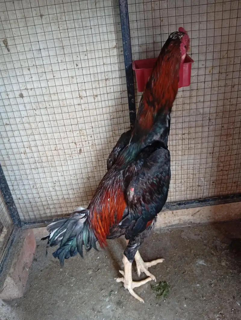 Lakha Shamo Breader Male — photo 5