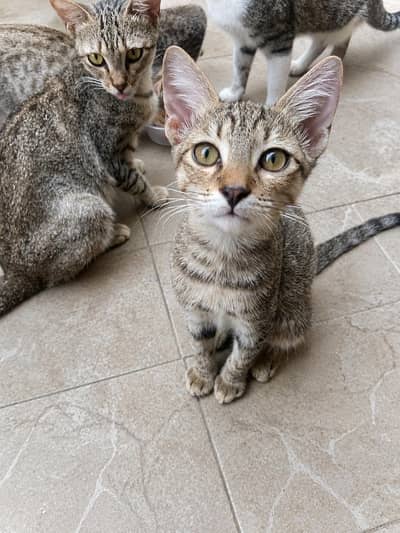 Adorable kittens for Adoption. if interested contact on WhatsApp