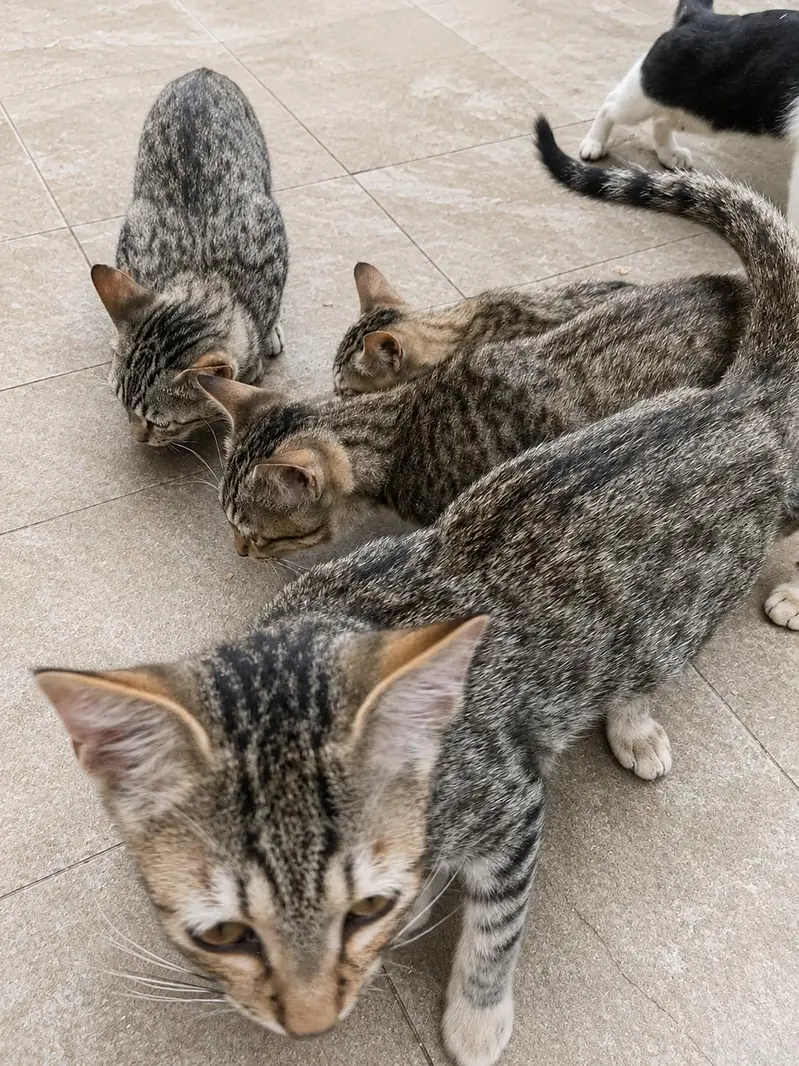 Adorable kittens for Adoption. if interested contact on WhatsApp — photo 2