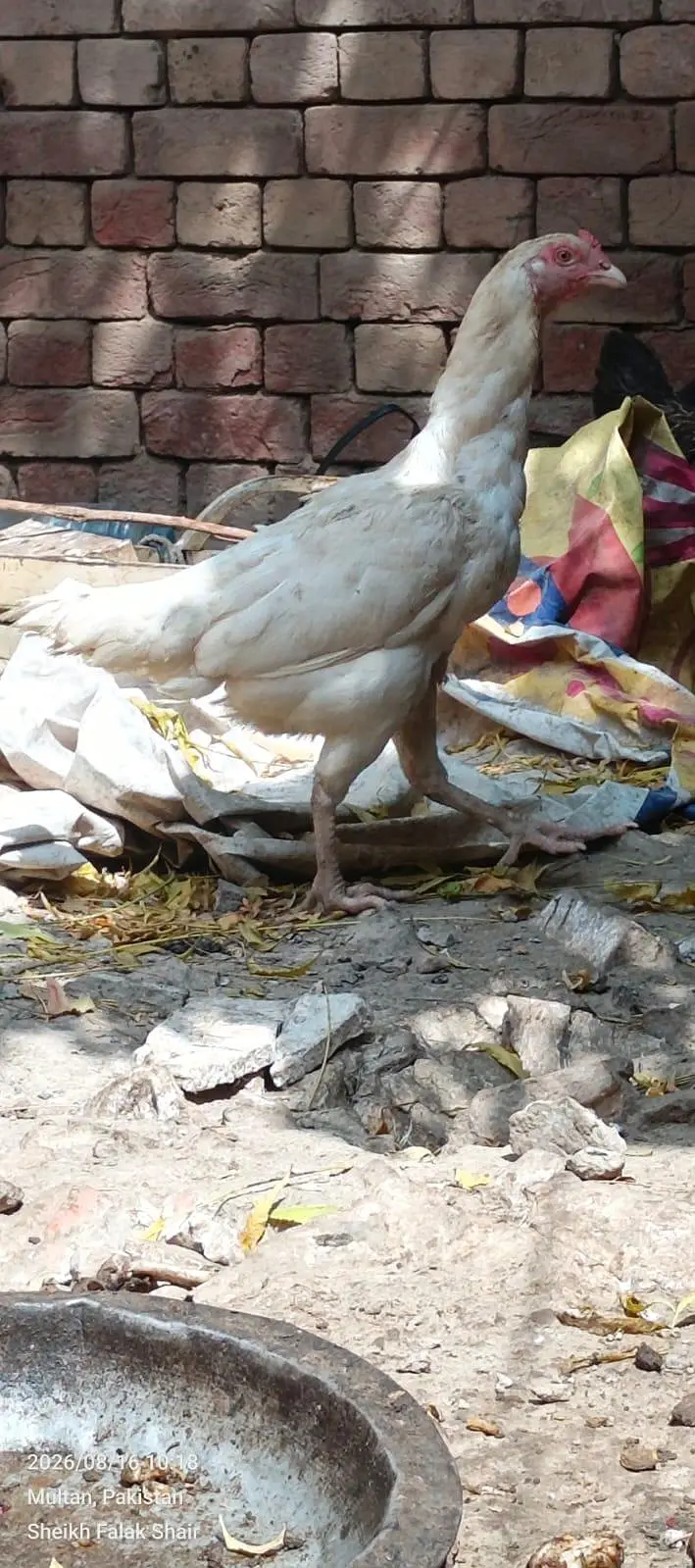 Heera aseel — photo 5