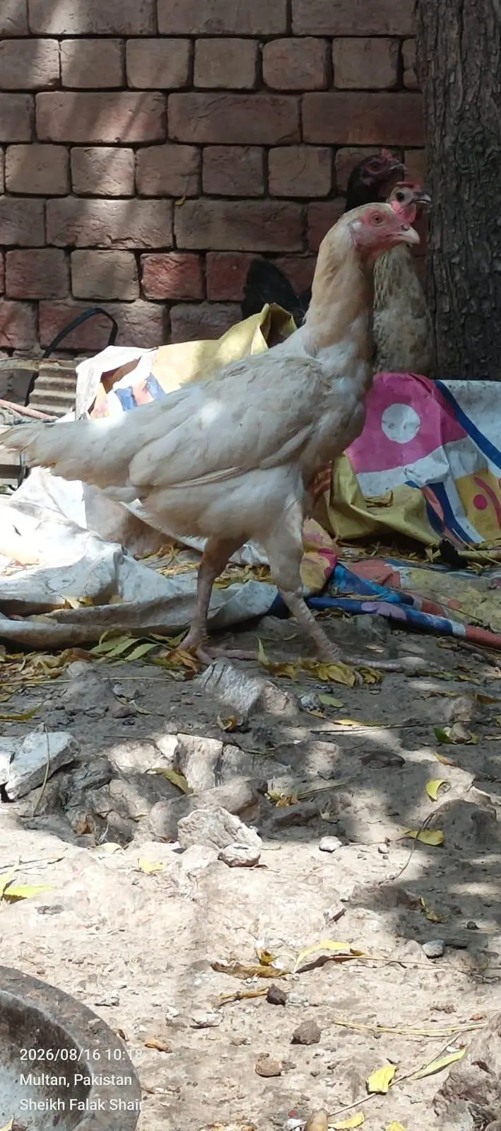 Heera aseel — photo 7