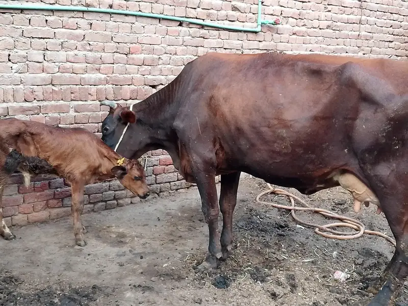 18 kg milk Sath Wacha full active and healthy — photo 2