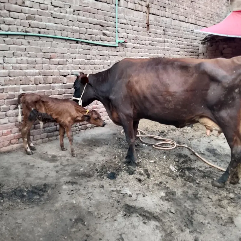 18 kg milk Sath Wacha full active and healthy — photo 3