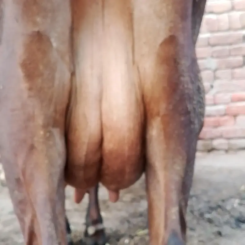 18 kg milk Sath Wacha full active and healthy — photo 4