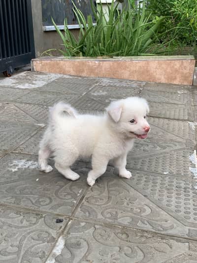 best dog for house
