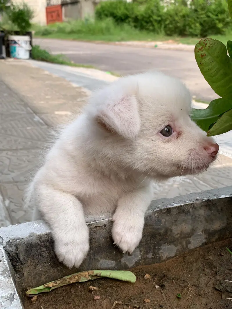 best dog for house — photo 2