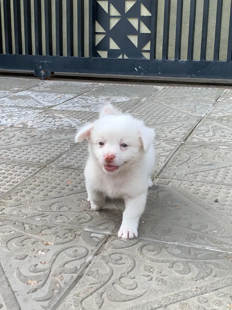 best dog for house — photo 3