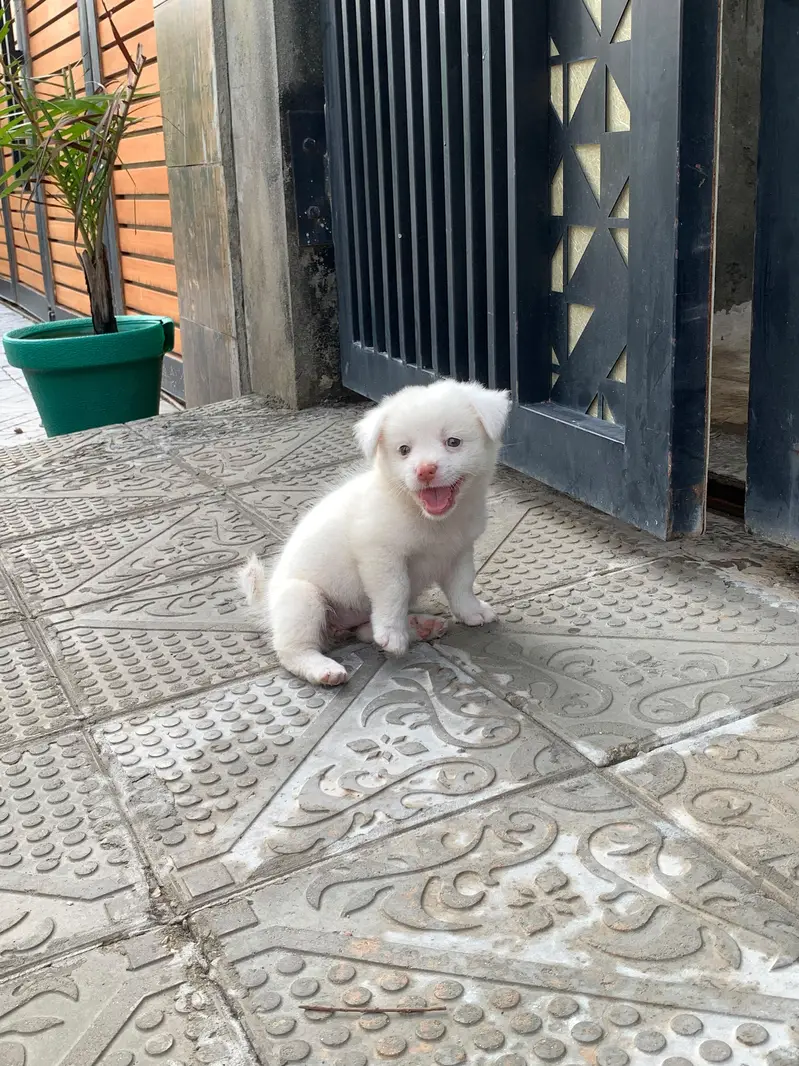 best dog for house — photo 4