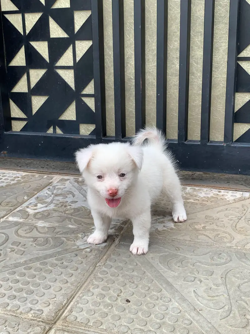 best dog for house — photo 5
