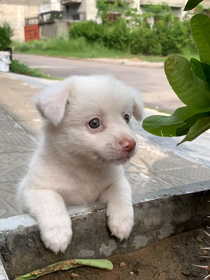 best dog for house — photo 6