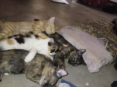 Single coat persion cats for sale