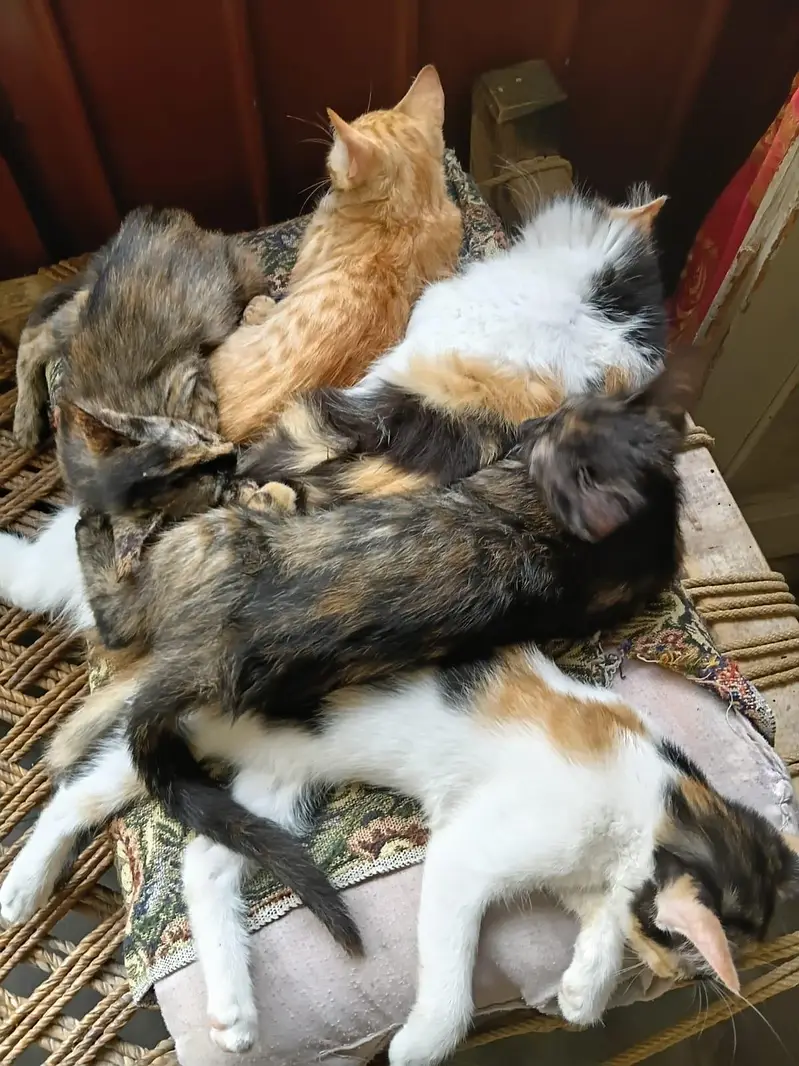 Single coat persion cats for sale — photo 2