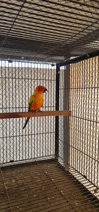 Sun conure,Cocktails,Budgies,doves