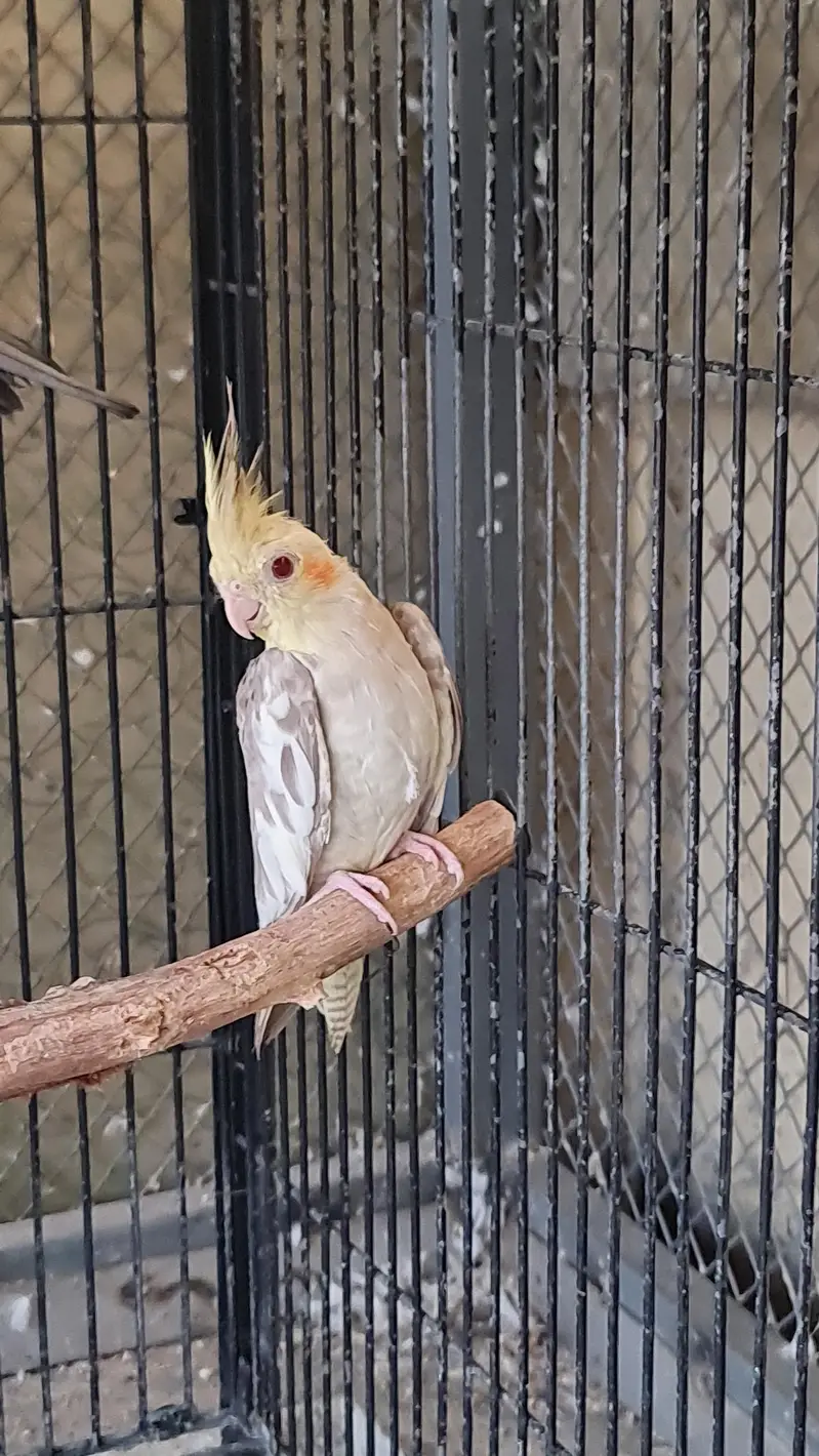 Sun conure,Cocktails,Budgies,doves — photo 2
