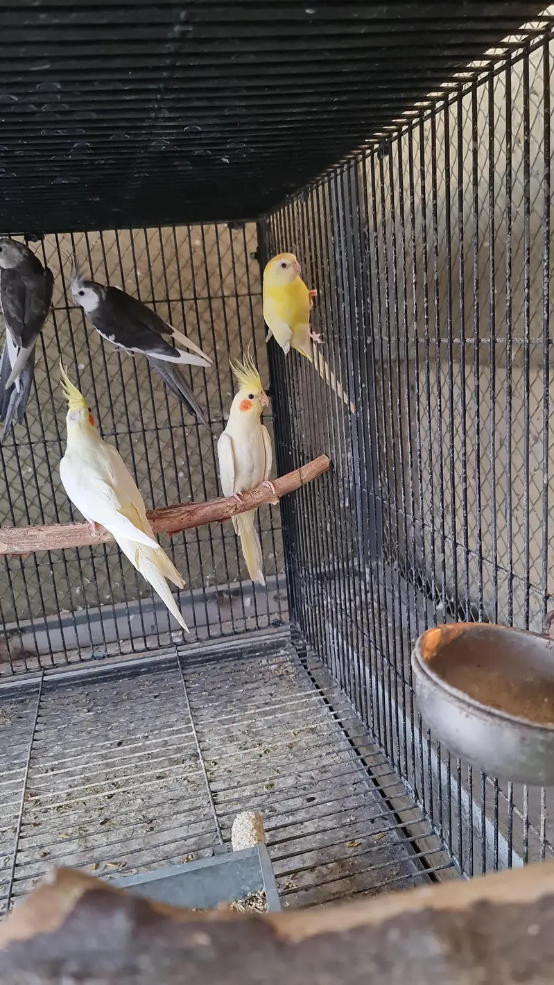 Sun conure,Cocktails,Budgies,doves — photo 3