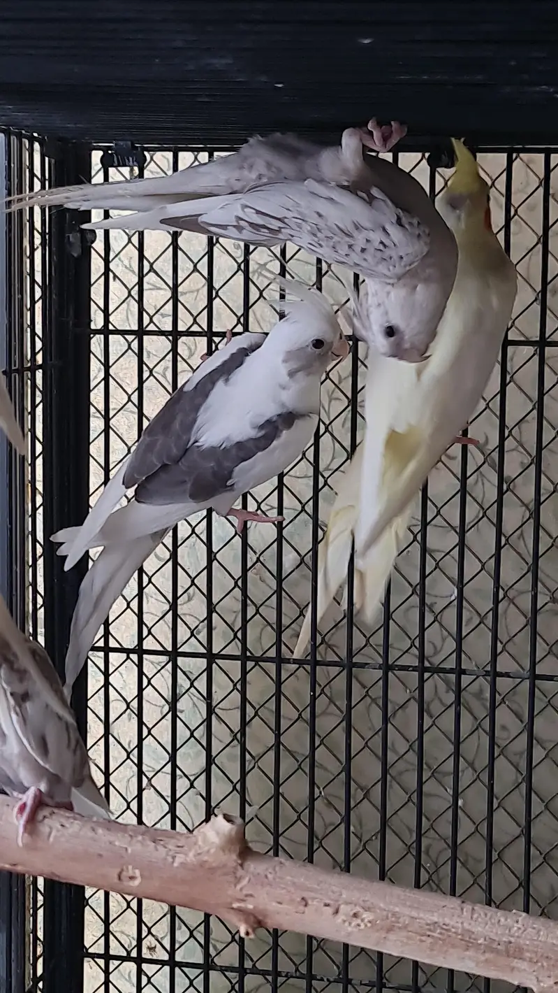 Sun conure,Cocktails,Budgies,doves — photo 4