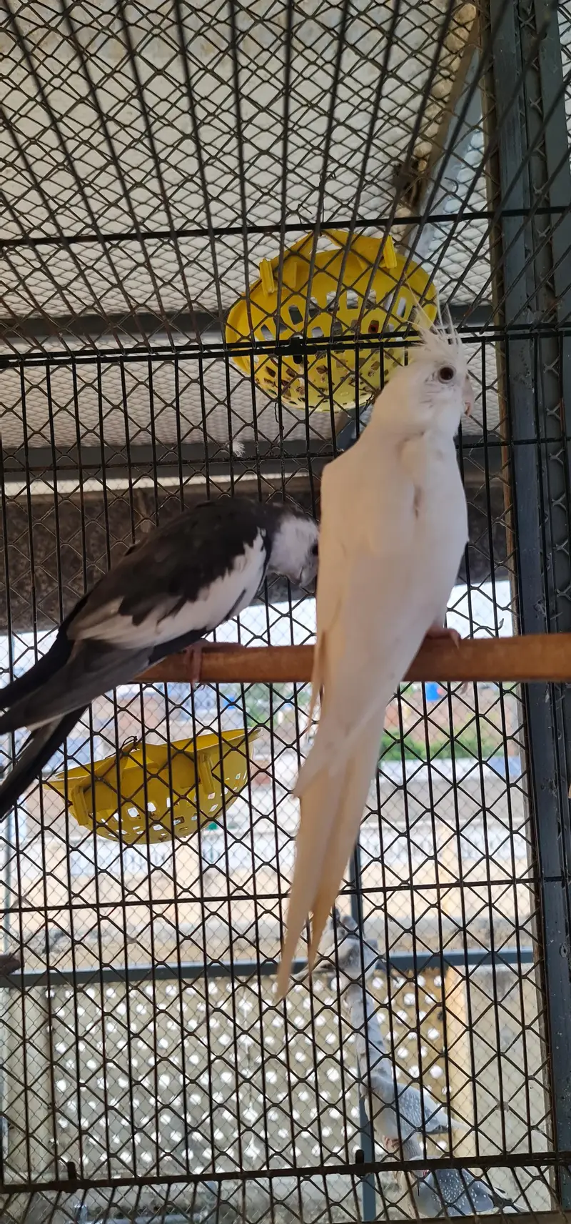 Sun conure,Cocktails,Budgies,doves — photo 5