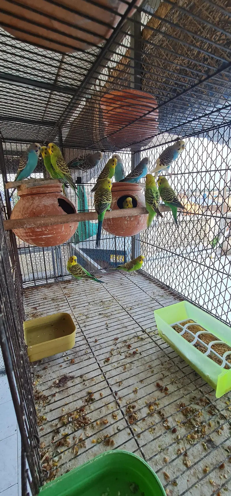 Sun conure,Cocktails,Budgies,doves — photo 6