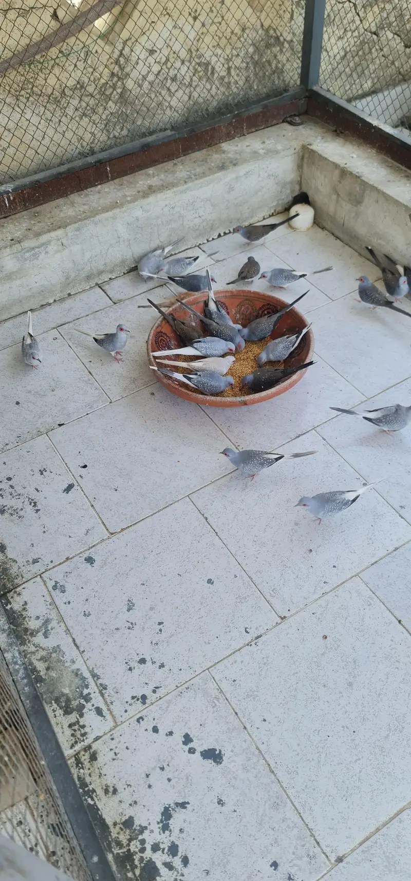 Sun conure,Cocktails,Budgies,doves — photo 7