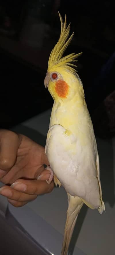 Cockatiel red eyes Hand Team  for sale