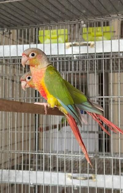 pineapple conure breeder pair